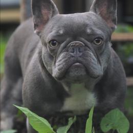 Willow - Tricolors female French Bulldog puppy in Blanchard, Oklahoma from Mystique Kennel