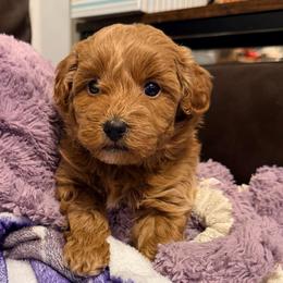 Bean - Apricot female Maltipoo puppy in Tolono, Illinois from The Golden Rule Doodles