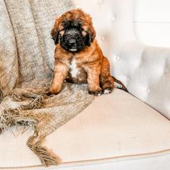 Girl 3 - female Saint Berdoodle puppy in Beaver, Utah from Rocky Ridge Ranch