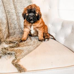 Girl 3 - female Saint Berdoodle puppy in Beaver, Utah from Rocky Ridge Ranch