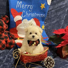 Cavapoo, Maltipoo, and Poodle Puppies from My Sweet Poodles and Doodles