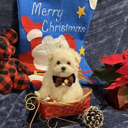 Cavapoo, Maltipoo, and Poodle Puppies from My Sweet Poodles and Doodles