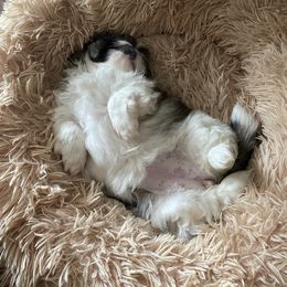 Pekingese Puppies from Della Serra Pekingese