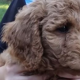 Goldendoodles from Curry's Doodles