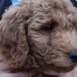 Goldendoodles from Curry's Doodles