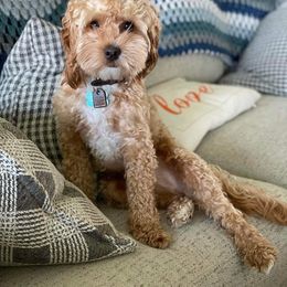 Cockapoo All Grown Up from Double J Cockapoos