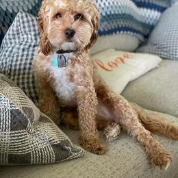 Cockapoo All Grown Up from Double J Cockapoos