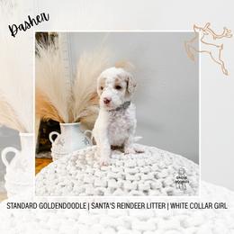 Dasher - Parti female Goldendoodle puppy in Montgomery, Texas from Dacus Doodles