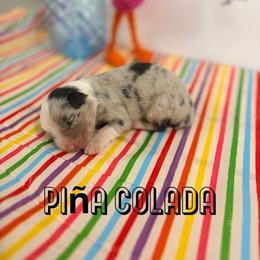 Piña Colada - Blue merle female Australian Shepherd puppy in Jena, Louisiana from Diamond 5 Aussies