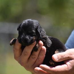 Teal collar Female - Black and red female German Shepherd puppy in Marianna, Florida from Haus M Godwin