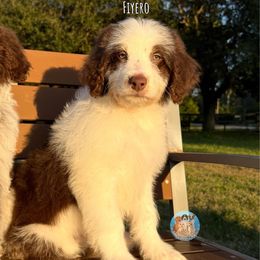Fiyero - Brown and white male Aussiedoodle puppy in Southwest Ranches, Florida from Dandy Doodle Ranch
