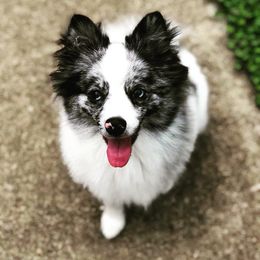Pomeranian and Pomsky All Grown Up from Alpha Poms & Pomskies