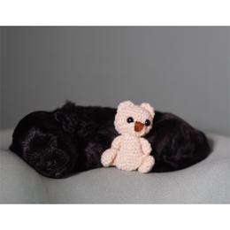 Happy (Pink Collar) - Black female Shihpoo puppy in Las Vegas, Nevada from Plush Toy Poodle Puppies & Pals