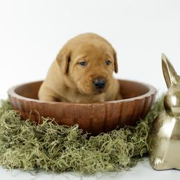 Cabo - Yellow male Labrador Retriever puppy in Allons, Tennessee from UC Labradors LLC