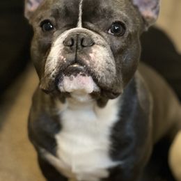 French Bulldog All Grown Up from Steel city Frenchy’s