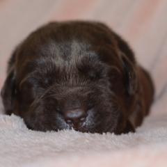 Lake - Chocolate female Labrador Retriever puppy in Camden, Indiana from Camden's Caring Canines