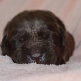 Lake - Chocolate female Labrador Retriever puppy in Camden, Indiana from Camden's Caring Canines