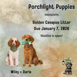 Assorted Doodle Crosses puppies from Porchlight Puppies