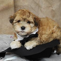 Bucky (Pumpkin) - Red sable male Havanese puppy in Salt Lake City, Utah from Steal Your Heart Havanese