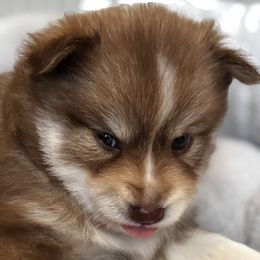 Pomsky Puppies from Bowtique Pomskies