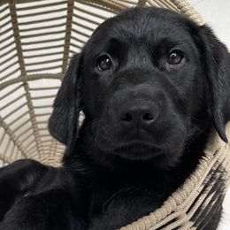 Dilute Retrievers and Labrador Retrievers from Rio Vista Retrievers