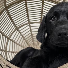 Dilute Retrievers and Labrador Retrievers from Rio Vista Retrievers
