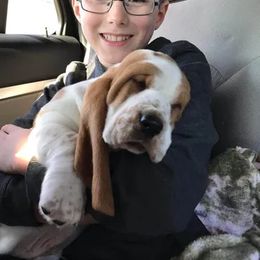 Basset Hound Puppies from Porch Sittin' Hounds