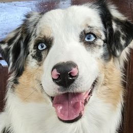 Australian Shepherds from Dyna Aussies