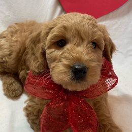 Goldendoodle Puppies from OnlyGoldendoodles
