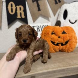 Burbon - Red male Cavapoo puppy in Mesa, Arizona from Pedersendoodles