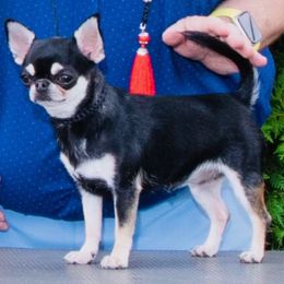 Aya - Chihuahua