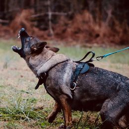 Nikita  - German Shepherd