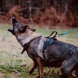 Nikita  - German Shepherd