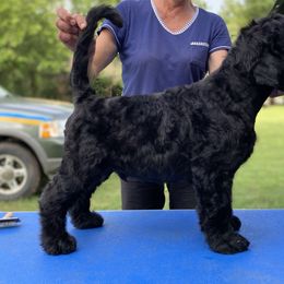Affenpinscher and Black Russian Terrier Puppies from Ter’Avalon Kennel