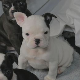 Cuddles - White and black female French Bulldog puppy in Houston, Texas from Kiss My Frenchies