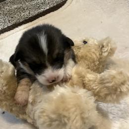 Fern - Black and tan female Pembroke Welsh Corgi puppy in Morgantown, Pennsylvania from GoldStar Corgis (License Number 18519)
