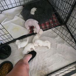 Girl 1 - White female Maltese puppy in Selma, North Carolina from Havenkennels
