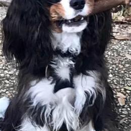 Cavalier King Charles Spaniels from SweetVirginia Cavalier King Charles Spaniels