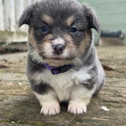 Capri (purple) fluffy - Blue female Pembroke Welsh Corgi puppy in East Oakdale, California from Rhettro Kennels