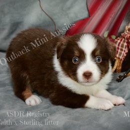 Fudge - Red tri-color male Australian Shepherd puppy in Ranger, Texas from Outback Mini Aussies