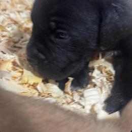 Purple Collar - Black female Cane Corso puppy in Chesapeake, Virginia from 948 Cane Corso
