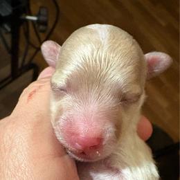 Uno - Parti male Maltipoo puppy in Alexander, Arkansas from Durham's Designer Poos