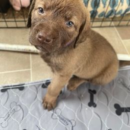 Chesapeake Bay Retriever Puppies from Bellus Chesapeakes