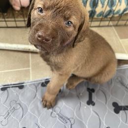 Chesapeake Bay Retriever Puppies from Bellus Chesapeakes