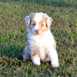 Willow - Red merle female Australian Shepherd puppy in Locust Grove, Oklahoma from Cobler Farms