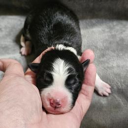Black - Black and white male Border Collie puppy in Springtown, Texas from CRL Farms