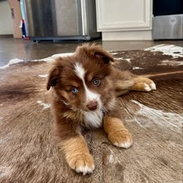 Boy 3 - Red tri male Miniature Australian Shepherd puppy in Edgar Springs, Missouri from Scott’s Aussies LLC