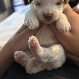 Goldendoodle Puppies from Perfect Puppy Doodles