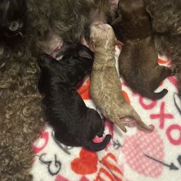 Poodle Puppies from Pixie Poodles