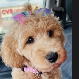 Goldendoodle and Poodle Puppies from Guthrie Farms